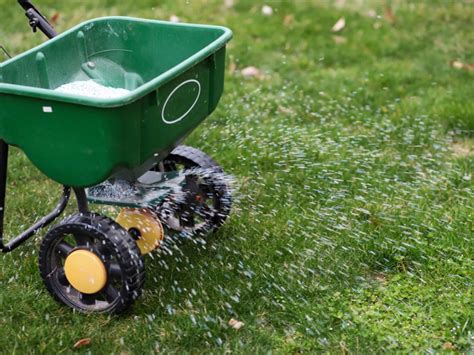 When is it Too Cold to Fertilize Lawn? (What Temperature?) LawnsBesty