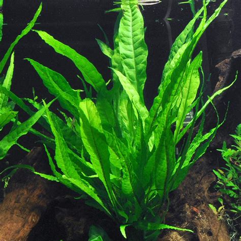 Java Fern Planted on Driftwood Easy Low Light Aquatic Plant The