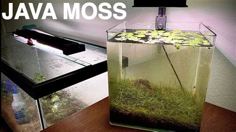 Java moss stunted Tropical Aquariums SA