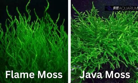 Flame moss (Taxiphyllum sp. ‘Flame’) Complete Care and Maintenance