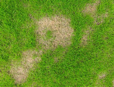 Is Letting Your Grass Turn Brown Ok In Summer?