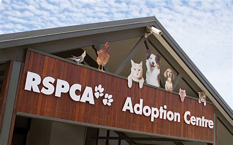 Pets To Adopt Nsw SPETW