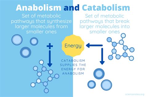 Is Photosynthesis Catabolic Or Anabolic?