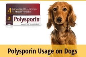 Is Polysporin Safe For Dogs