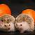 is pumpkin good for hedgehogs