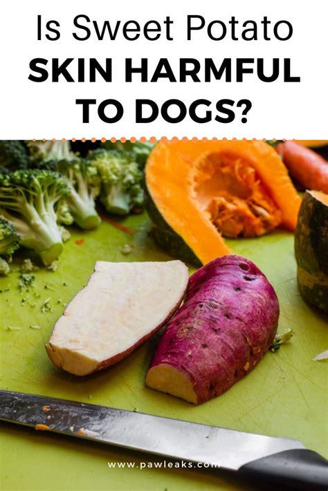 Top 10 Best Dog Food for Dachshunds Spoilt pups