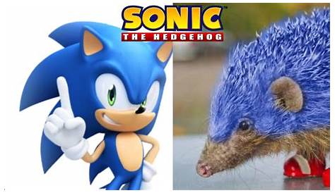 Sonic the "real" hedgehog : r/gaming