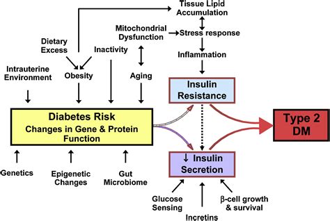 is type ii diabetes genetic