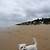 is walton on the naze beach dog friendly