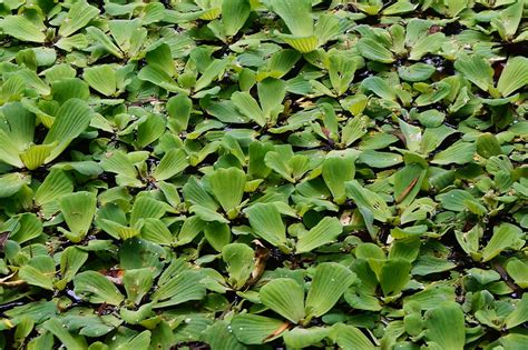 Floating & Submerged Pond Plants Water X Scapes