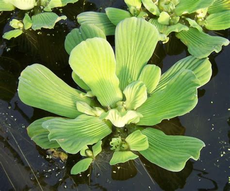 1 25 / Oxygenating Pond Water Plants Water Lettuce Floating Pond