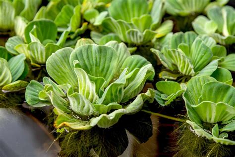 25 Water Lettuce Floating Live Pond Plants by (by Kazen