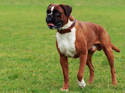 is 7 old for a boxer dog