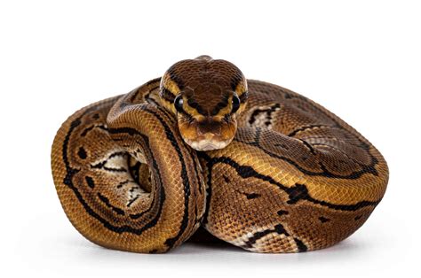 is a ball python the same as a royal python