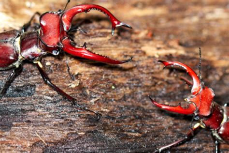 Incredible African Savanna Animals References Alexander