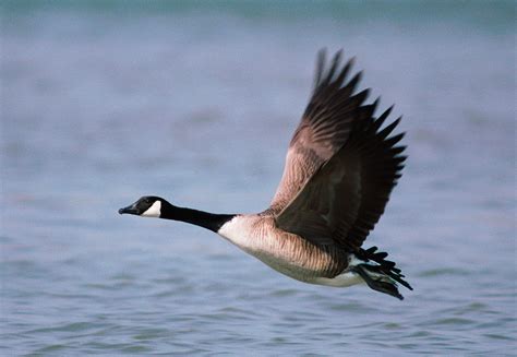 is a canada goose a bird