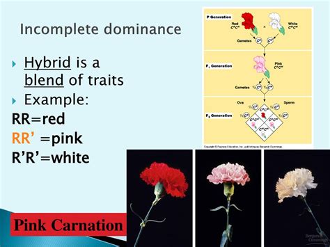 Is A Carnation Complete Or Incomplete
