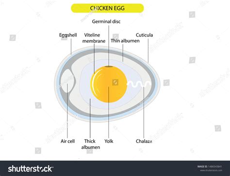 Is A Chicken Egg An Example Of A Cell