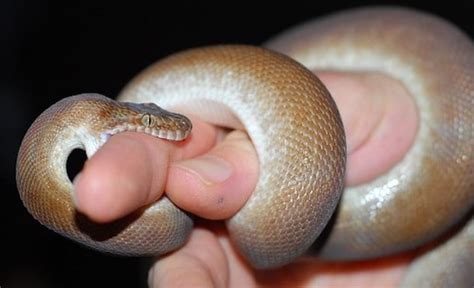 is a children's python a good beginner snake