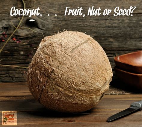 Is a Coconut a Nut? Uncovering the Surprising Truth Behind This Tropical Fruit