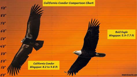 is a condor bigger than an eagle