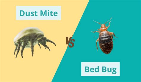 Is A Dust Mite The Same As A Bed Bug