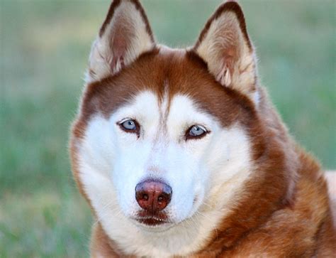 Stunning Is A Husky A Medium Or Large Breed For Long Hair