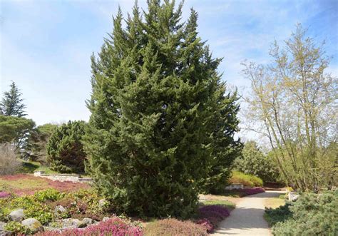 Is A Juniper Tree An Evergreen