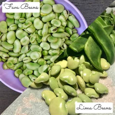 Is A Lima Bean The Same As A Broad Bean