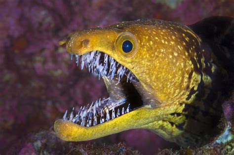 is a moray eel a fish