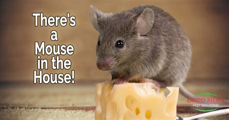 Is A Mouse In The House A Problem