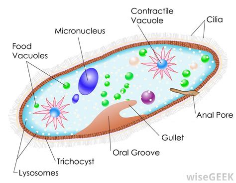 is a paramecium multicellular