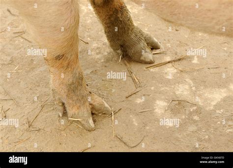 is a pigs hoof split