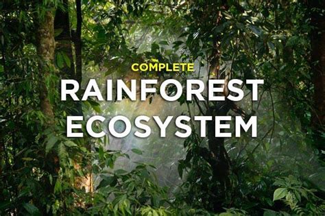 is a rainforest an ecosystem