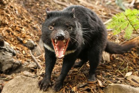 is a tasmanian devil dangerous