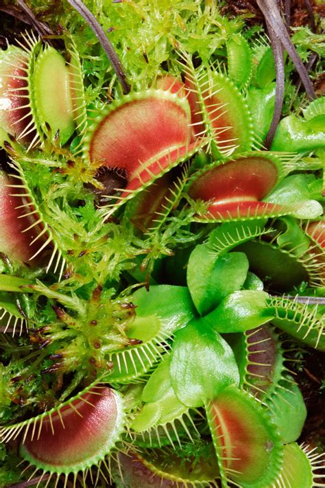Is A Venus Flytrap An Autotroph
