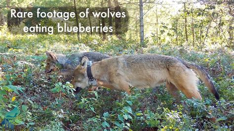 is a wolve a consumer