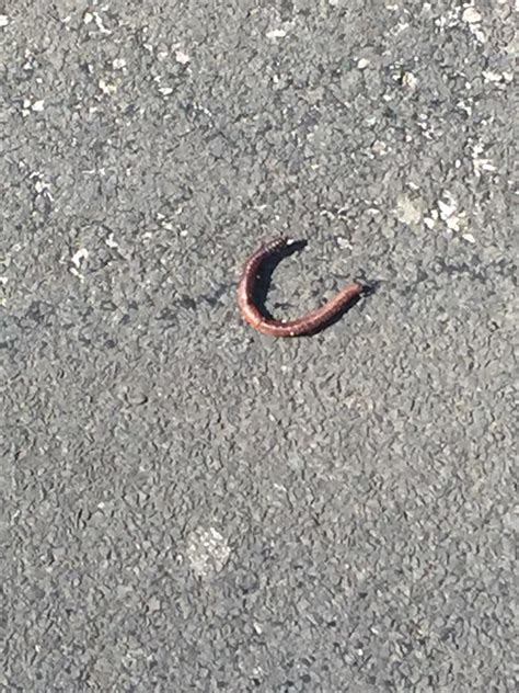 is a worm a consumer