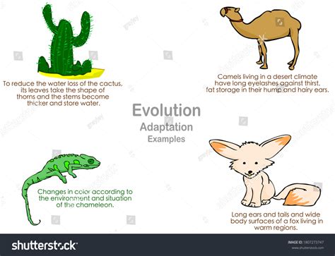 Is Adaptation A Mechanism Of Evolution