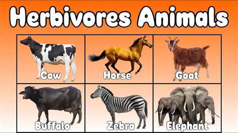 is afox herbivore