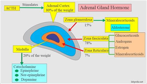 is aldosterone secreted by the adrenal cortex