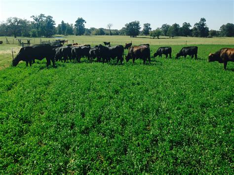 is alfalfa bad for cows