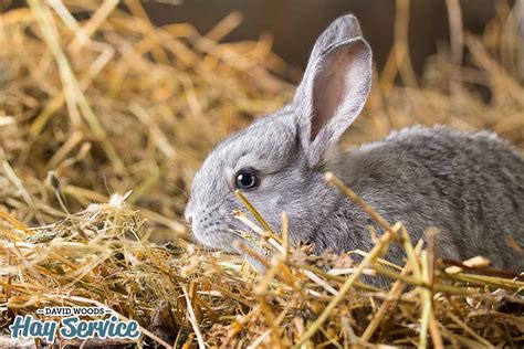is alfalfa good for rabbits