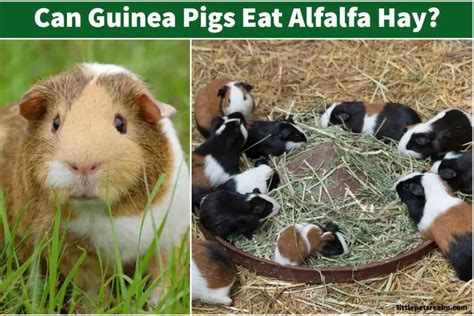 is alfalfa hay bad for guinea pigs