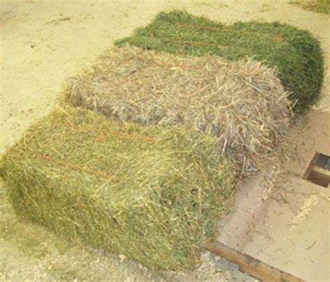 is alfalfa hay bad for horses
