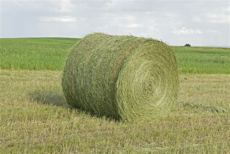 is alfalfa hay good for cows