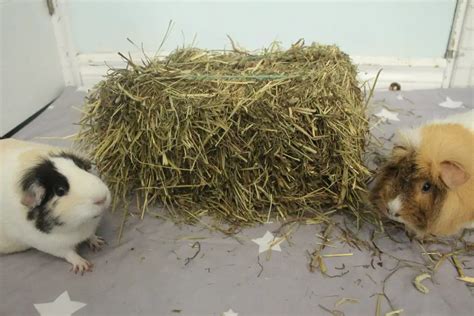 is alfalfa hay good for guinea pigs