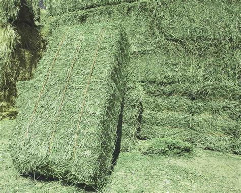 is alfalfa hay good for horses