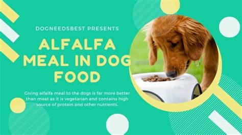 is alfalfa meal good for dogs