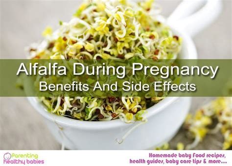 is alfalfa safe during pregnancy